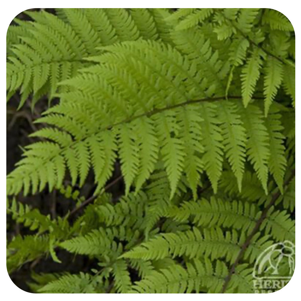 Lady in Red Fern (Athyrium Athyrium filix-femina)