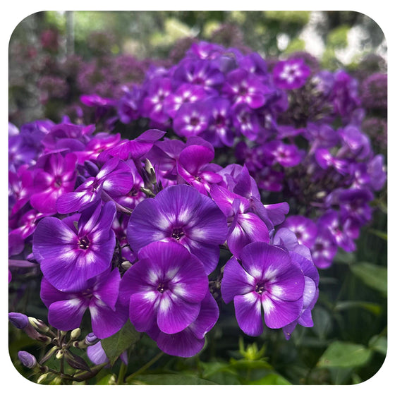 Phlox paniculata 'Laura'