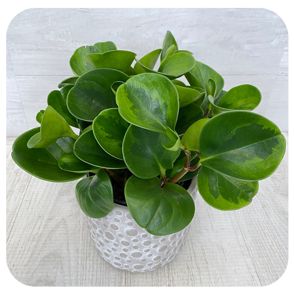 Peperomia obtusifolia - Light Green Variegated