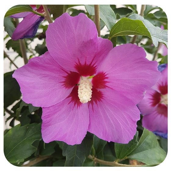 Rose of Sharon 'Lil' Kim Violet' by Proven Winners (Hibiscus syriacus)