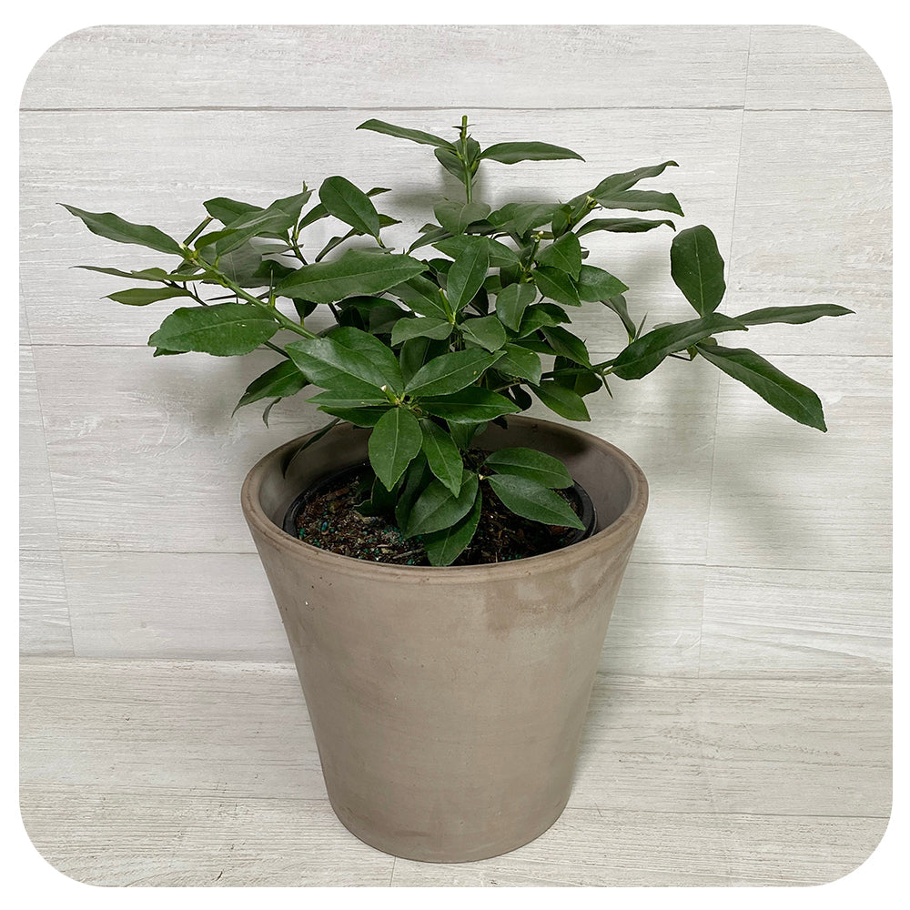 CITRUS - Persian Lime