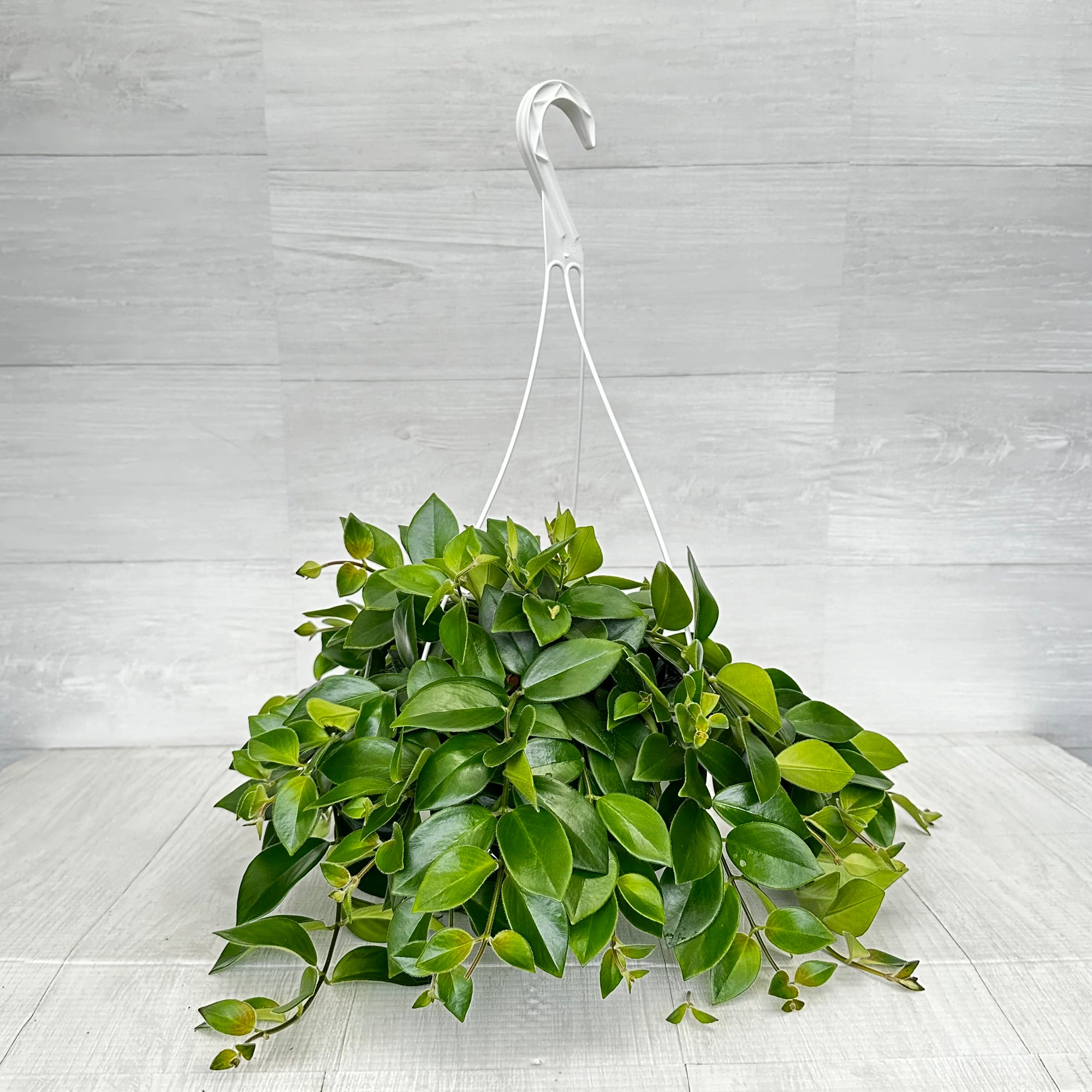 Lipstick 'Mona Lisa' Hanging Basket