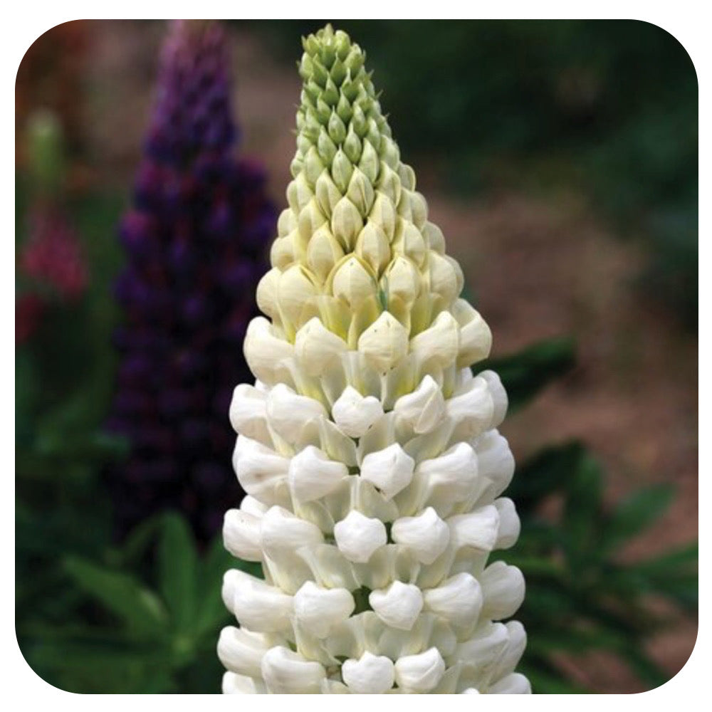Lupine ‘Polar Princess'