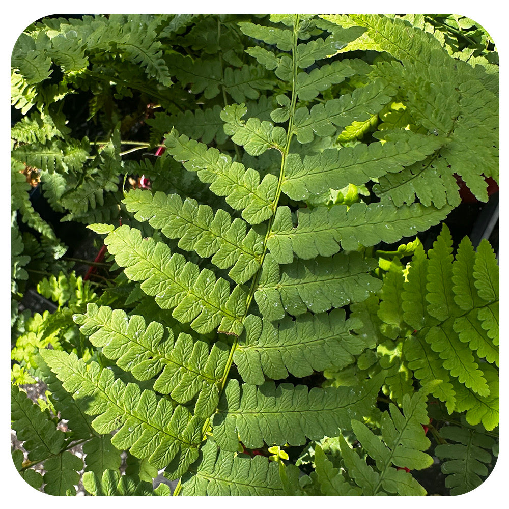 Marginal Shield Fern (NATIVE PERENNIAL)
