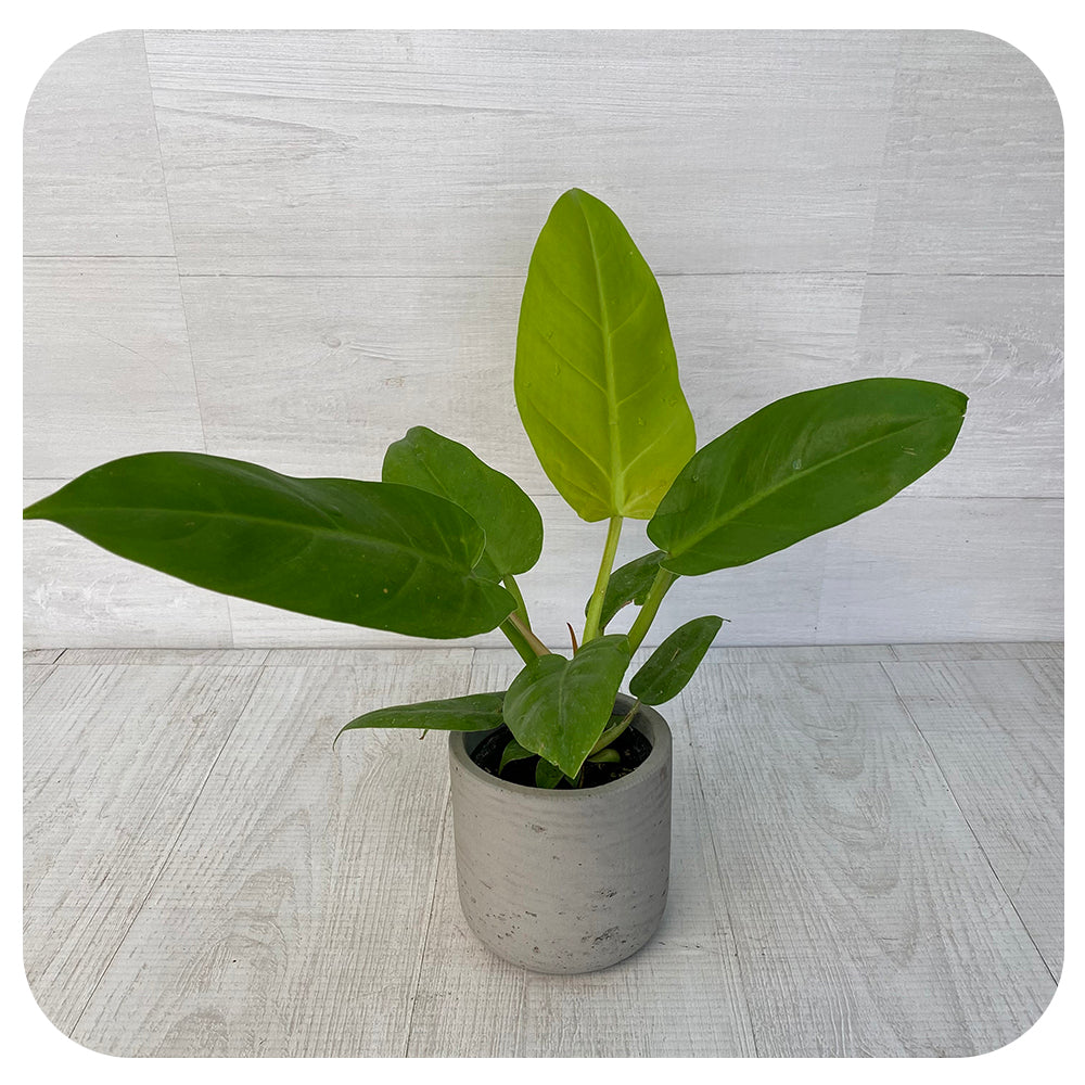 Philodendron 'Melinonii Ghost'