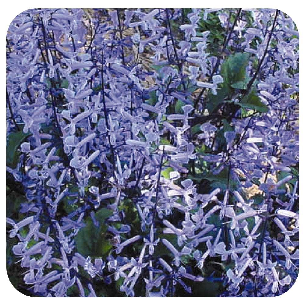 Mona Lavender Hanging Basket