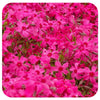 Phlox subulata Spring Hot Pink (Moss Phlox)