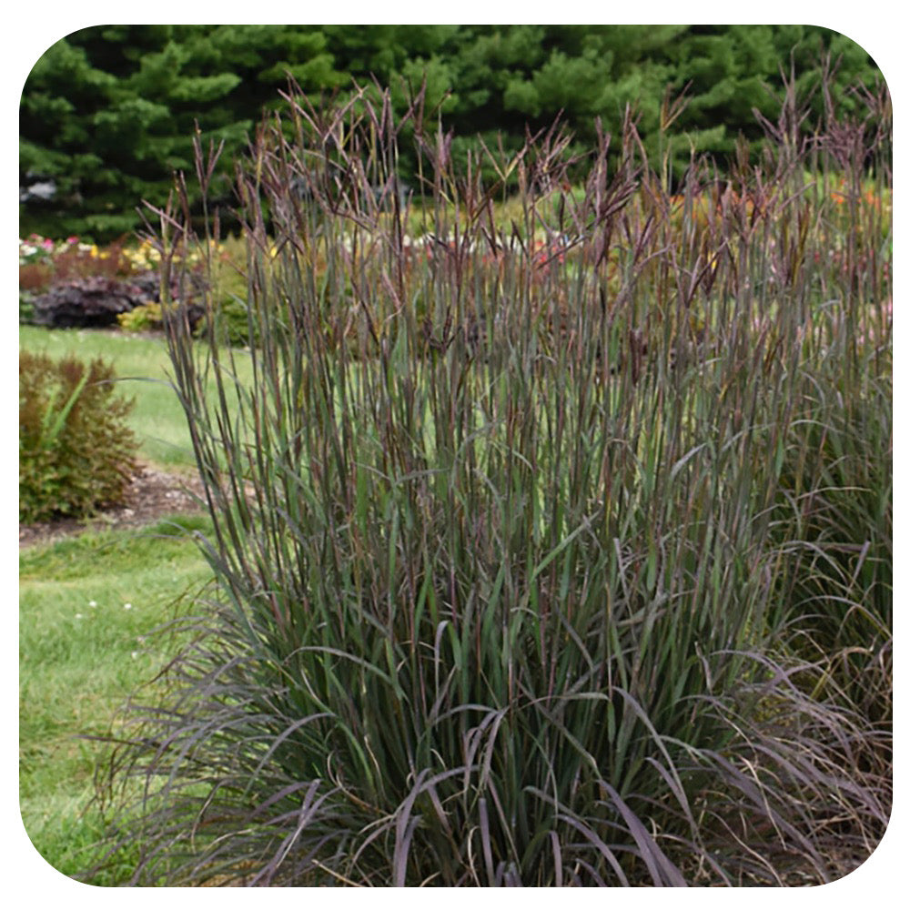 Blackhawk Big Bluestem (Andopogon gerardii 'Blackhawks' (NATIVE PERENNIAL)