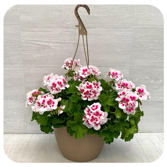 Geranium Hanging Baskets - White with Pink Center