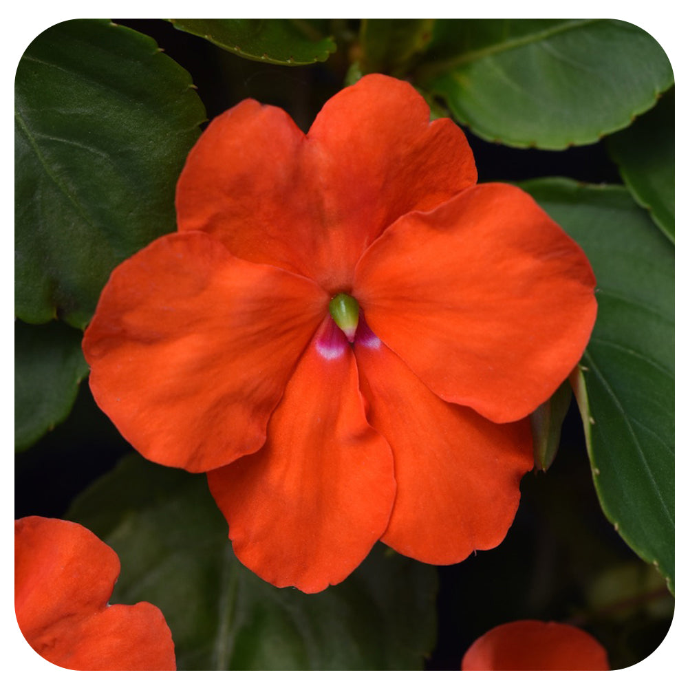 Shade Impatiens