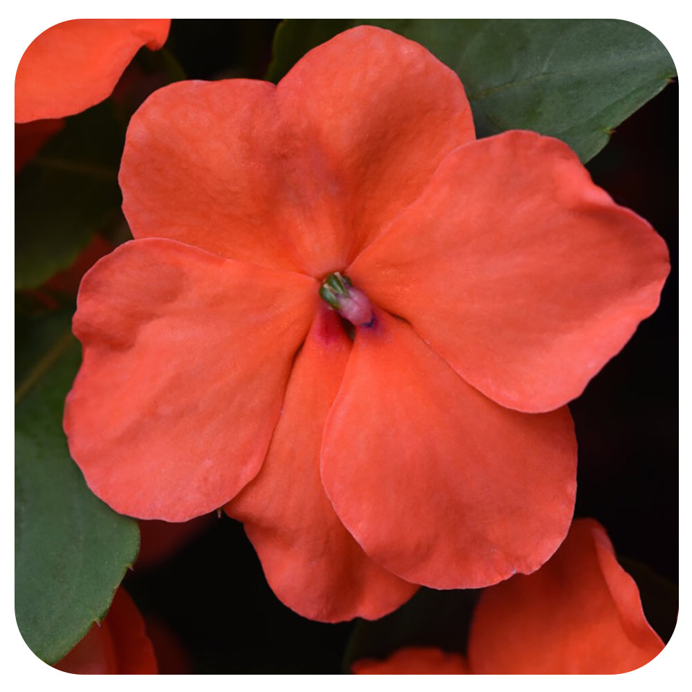 Shade Impatiens
