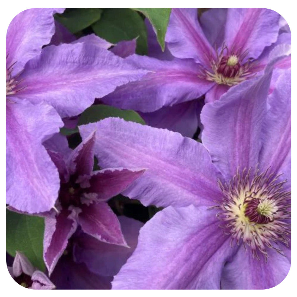 Clematis 'Tuamaini' by Raymond Evison