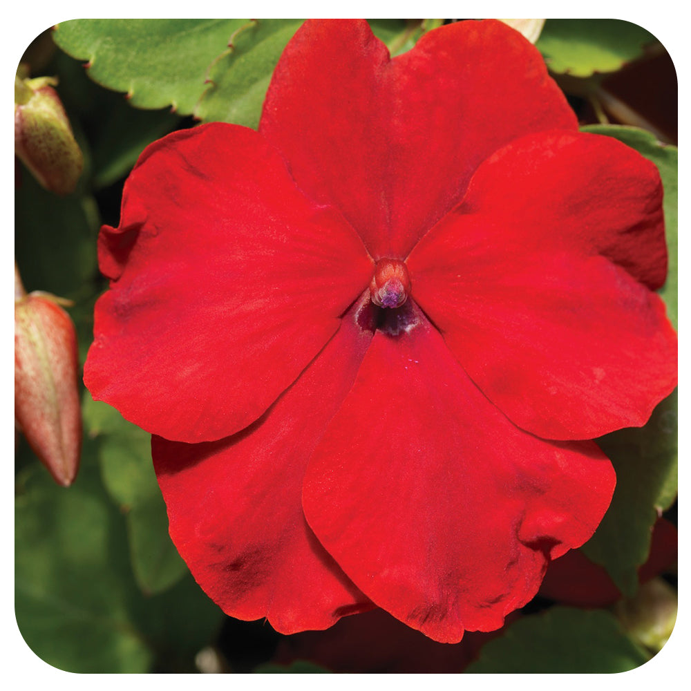 Shade Impatiens