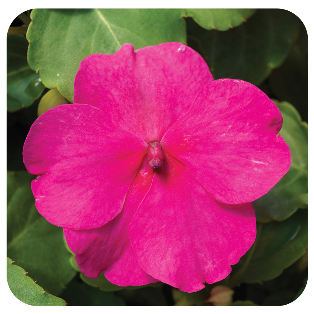 Shade Impatiens