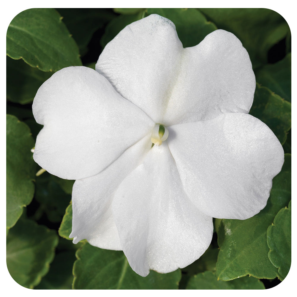 Shade Impatiens
