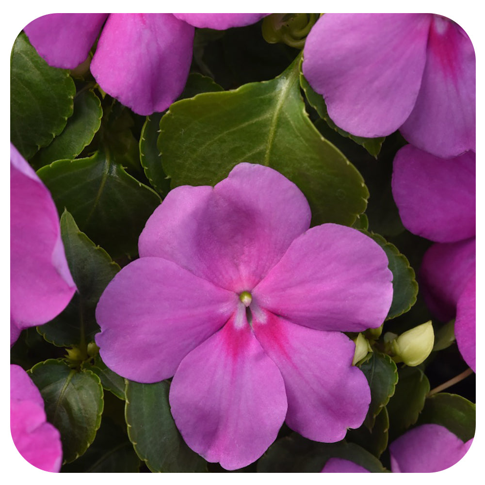 Shade Impatiens