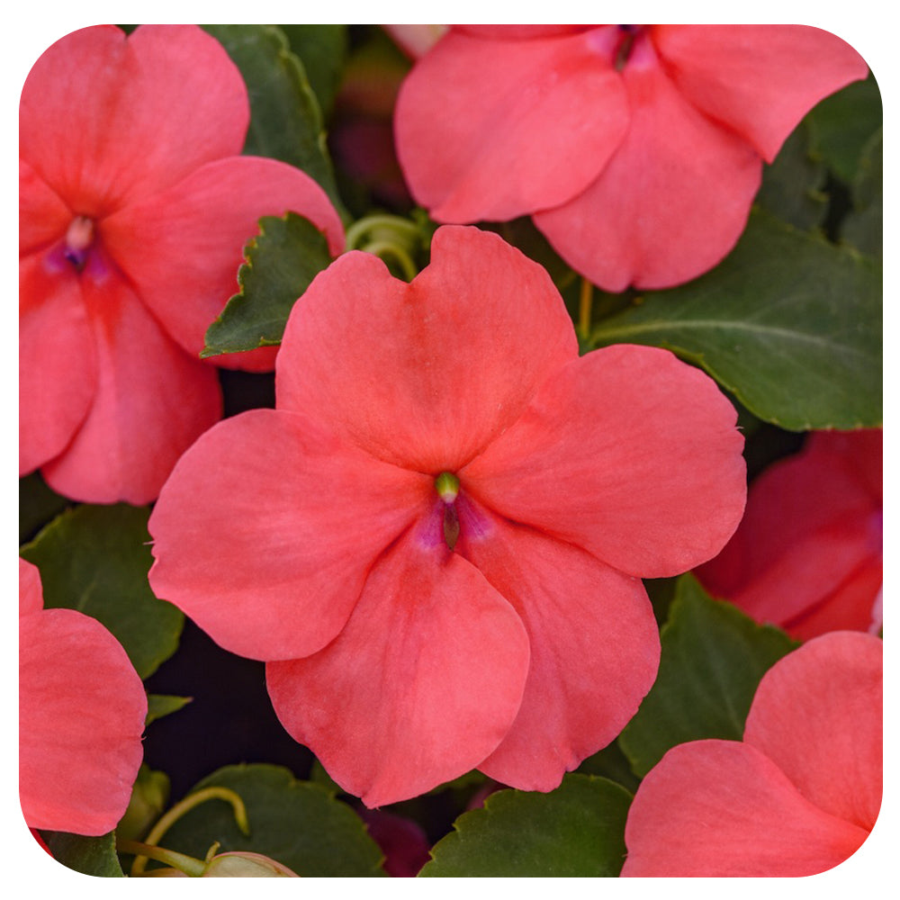 Shade Impatiens
