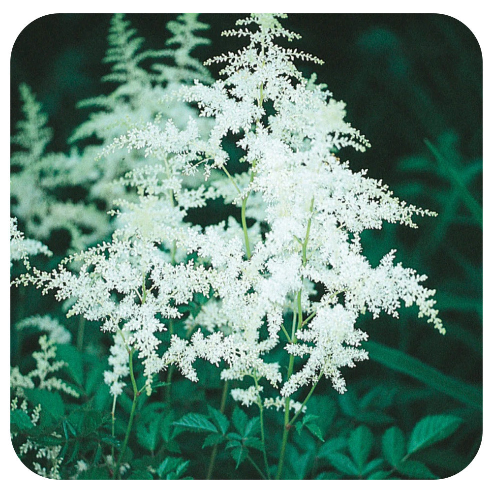 Astilbe "Bridal Veil"