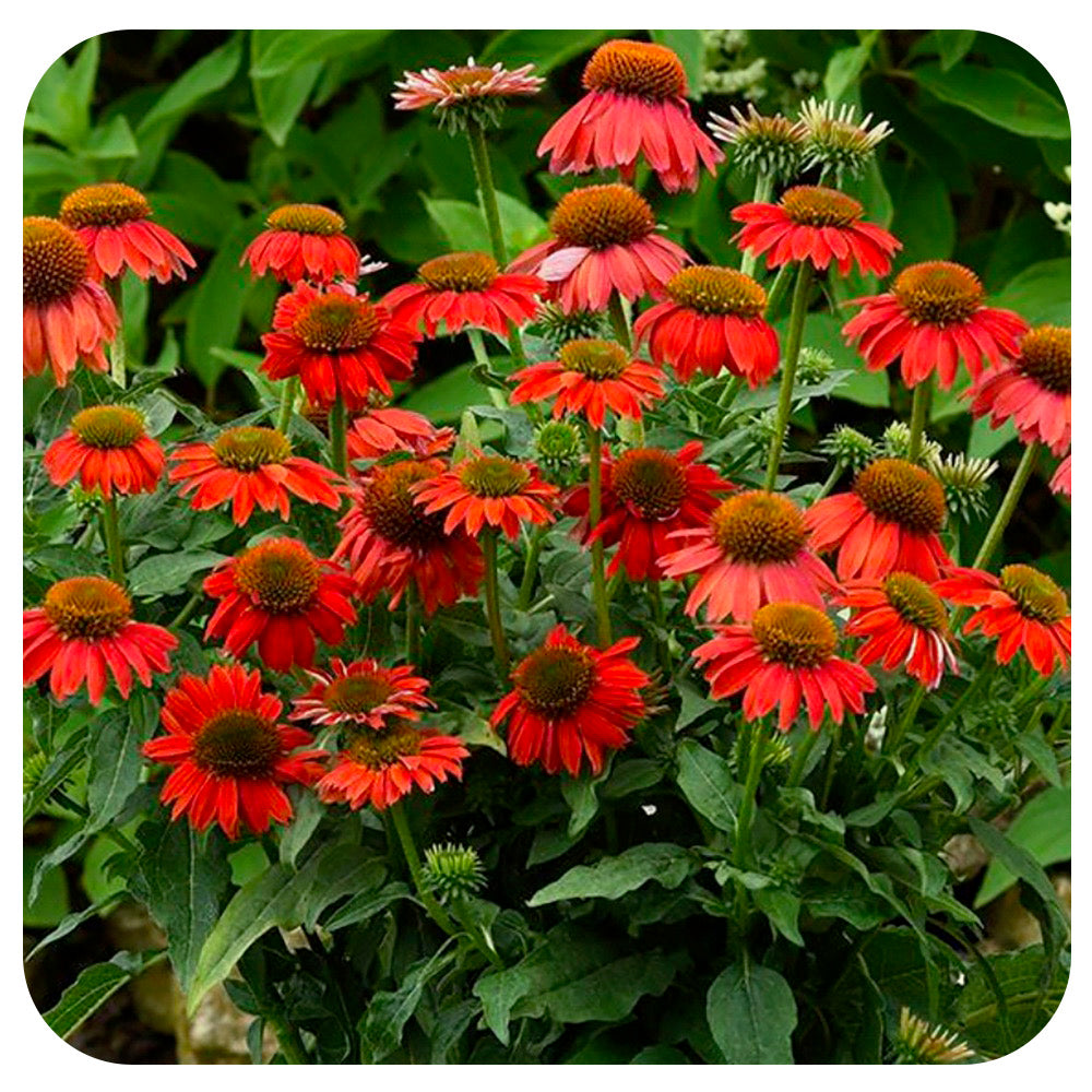 Echinacea Artisan 'Red Ombre'