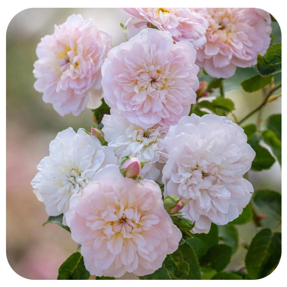 Elizabeth Rose by David Austin