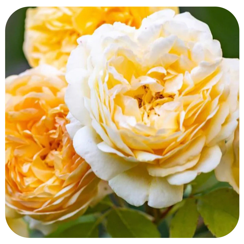 Bring Me Sunshine™ Rose by David Austin (New for 2025)