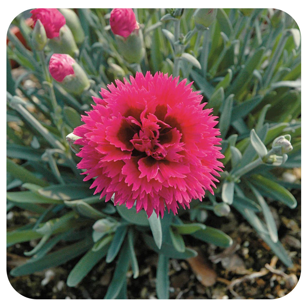 Dianthus  'Starlette'