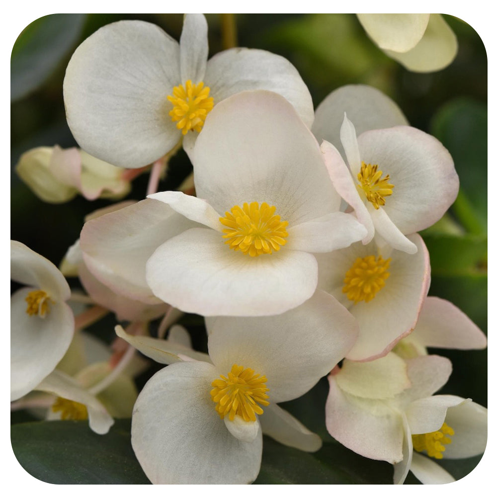 Begonia 'Dragon Wing'