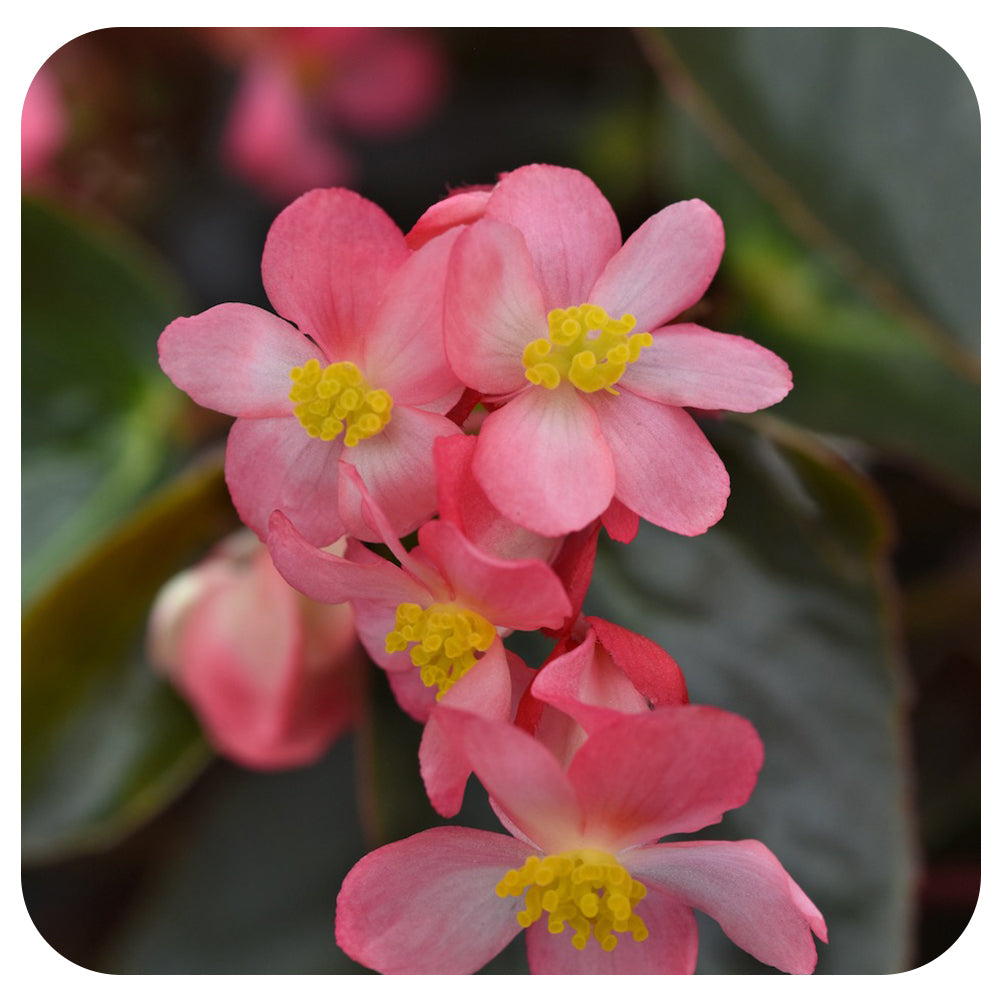 Begonia 'Dragon Wing'