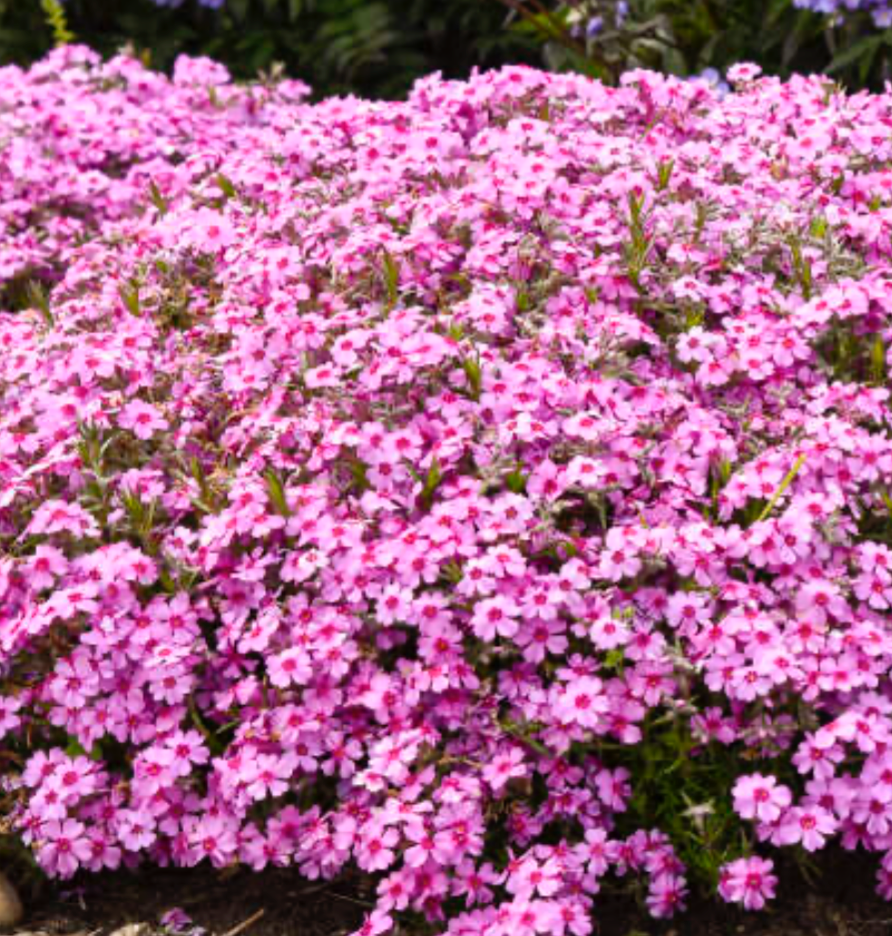 Phlox subulata "Eye Caramba"