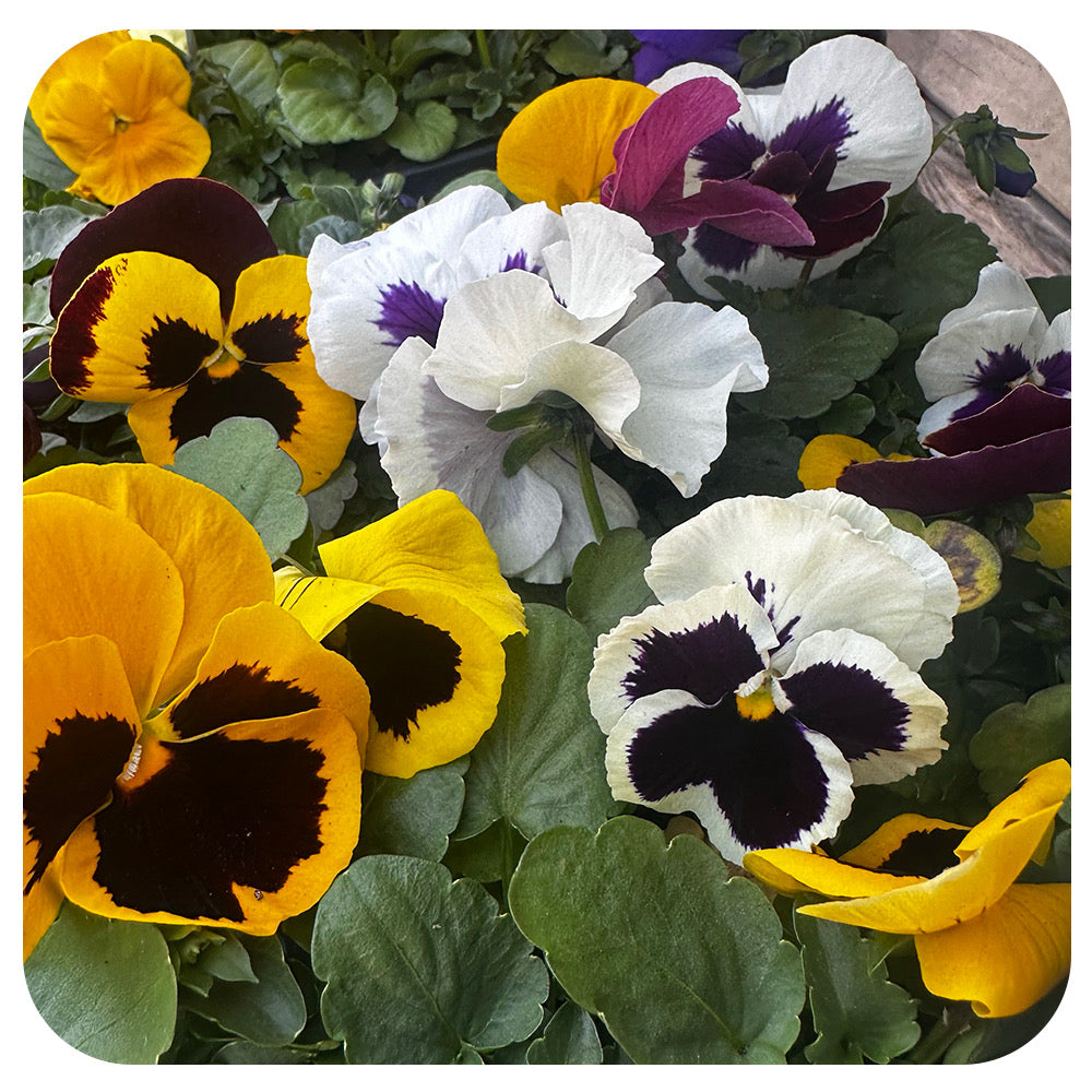 Pansy