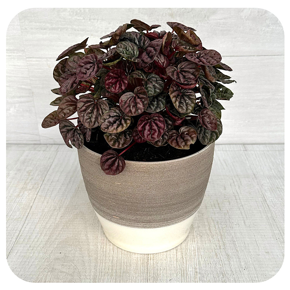 Peperomia Caperata Schumi Red