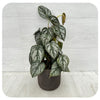 Philodendron 'Brandtianum'