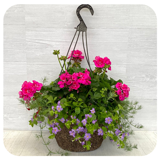 Hanging Basket Sun - Magenta with Blue Bacopa