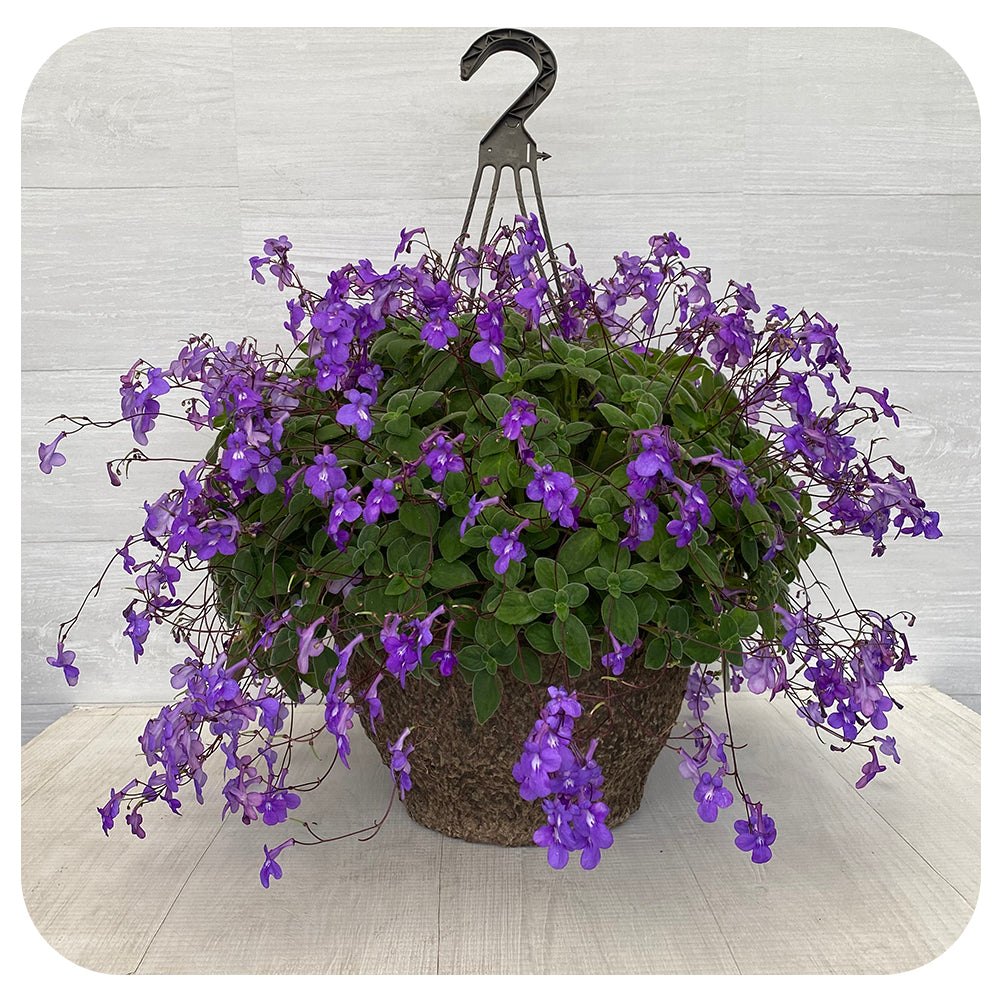 Streptocarpella Hanging Basket Shade - Davenport Garden Centre