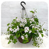 Ivy Geranium Hanging Basket - White