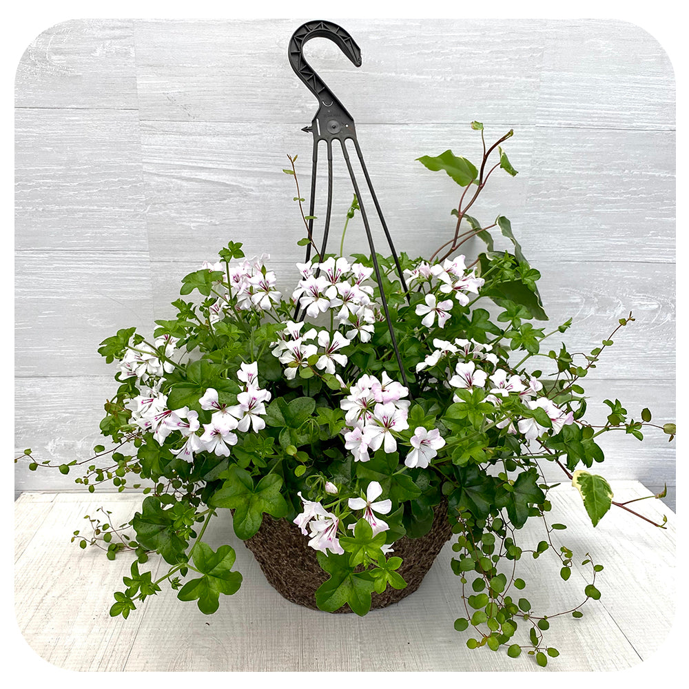 Mini Cascade Ivy Geranium Hanging Basket 12" - White