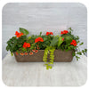 Window Box Sun- Orange Geranium with Orange Calibrachoa and Creeping Jenny