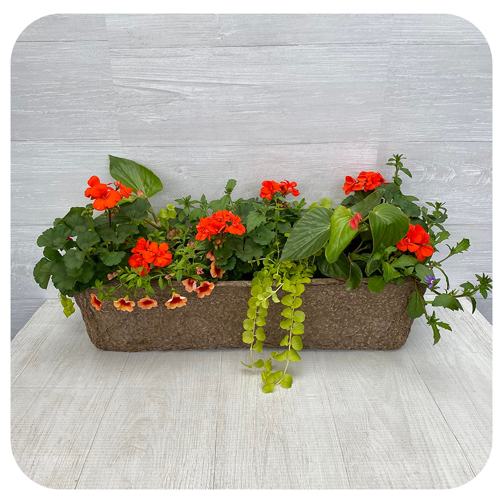 Window Box Sun- Orange Geranium with Orange Calibrachoa and Creeping Jenny