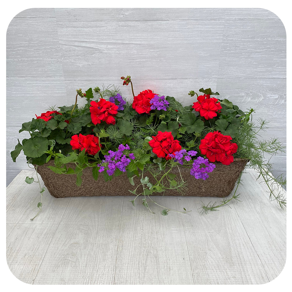 Window Box Sun- Red Geranium with Greens and Blue Verbena