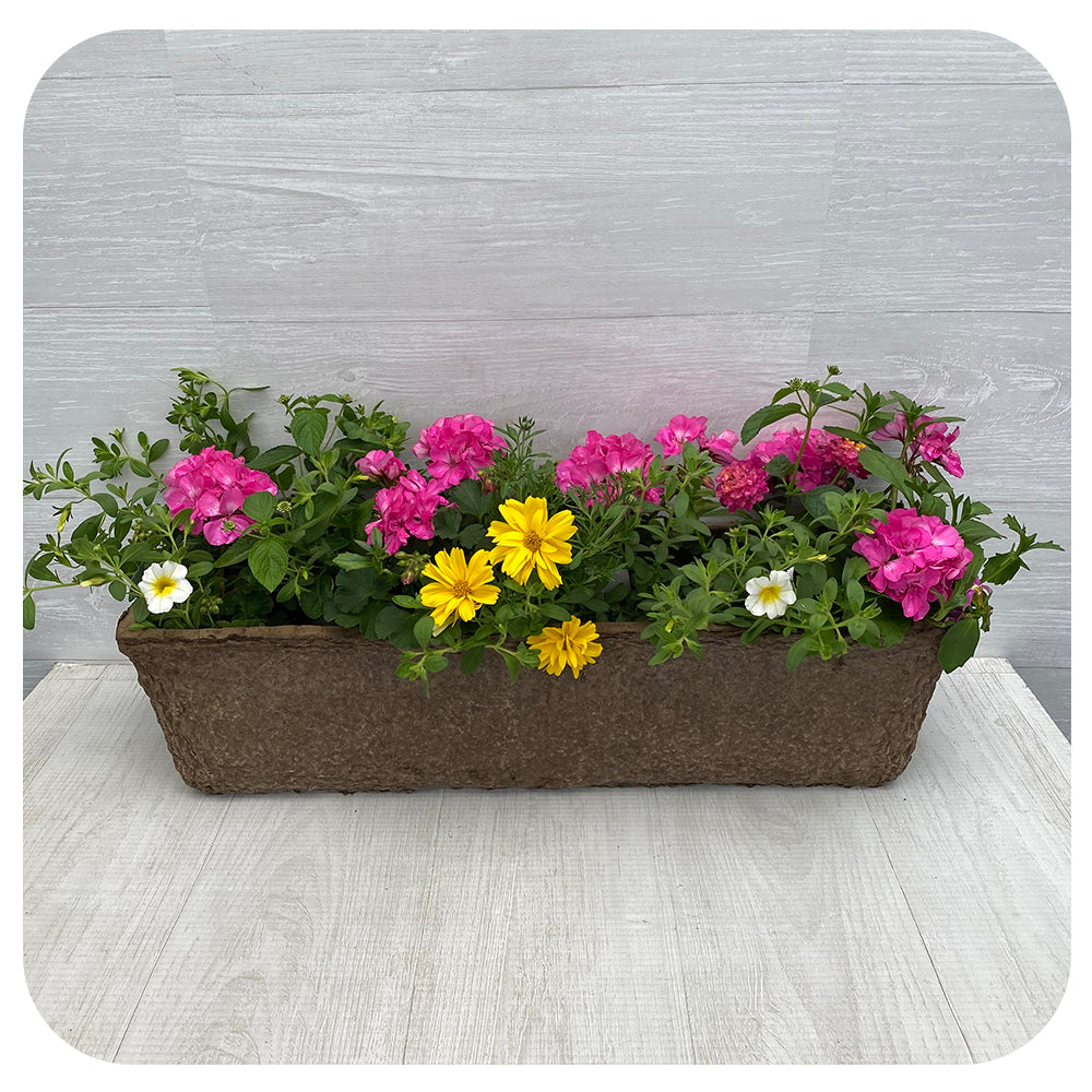 Window Box Sun - Pink Geranium with Yellow Bidens and Lantana