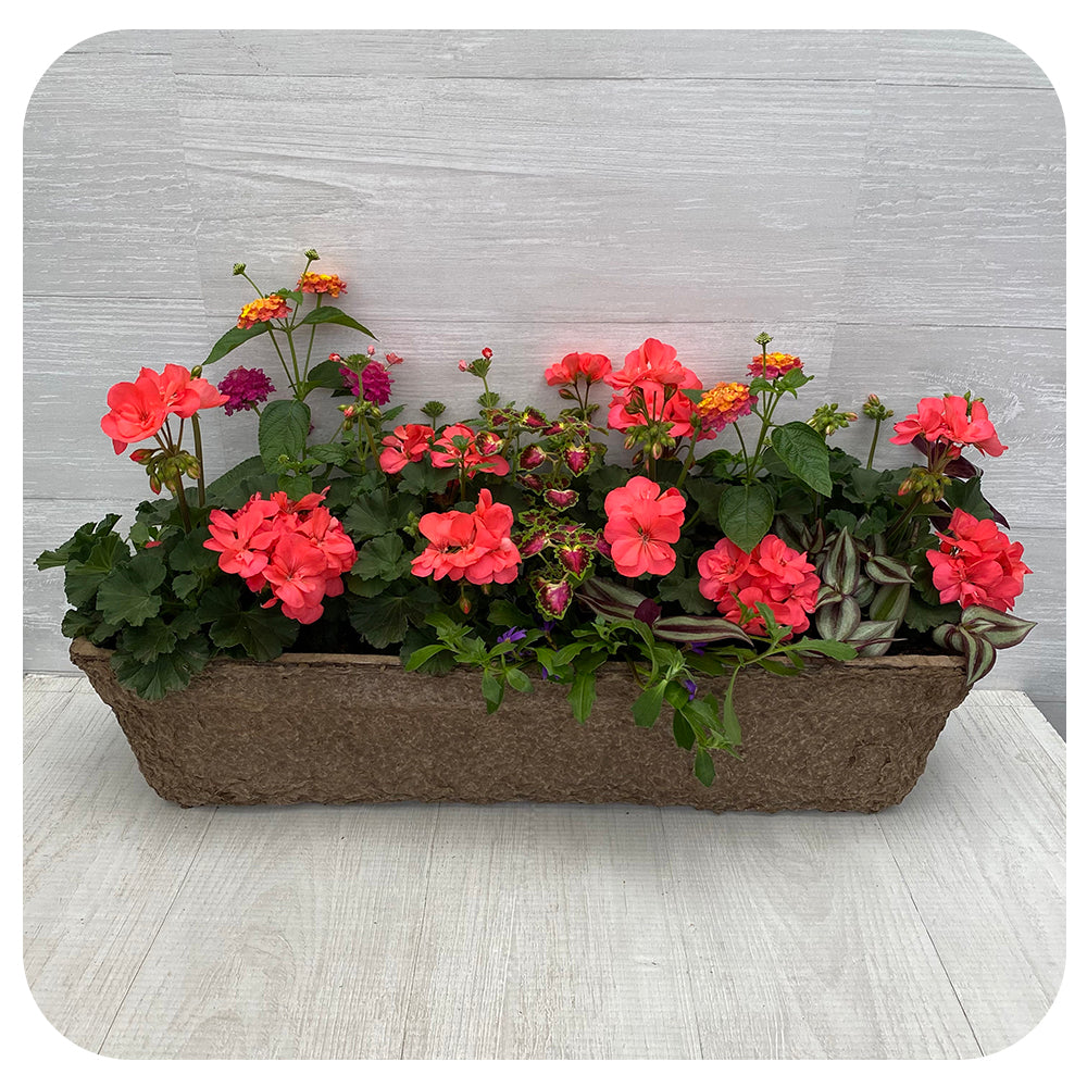 Window Box Sun- Coral Geranium with Coleus and Lantana