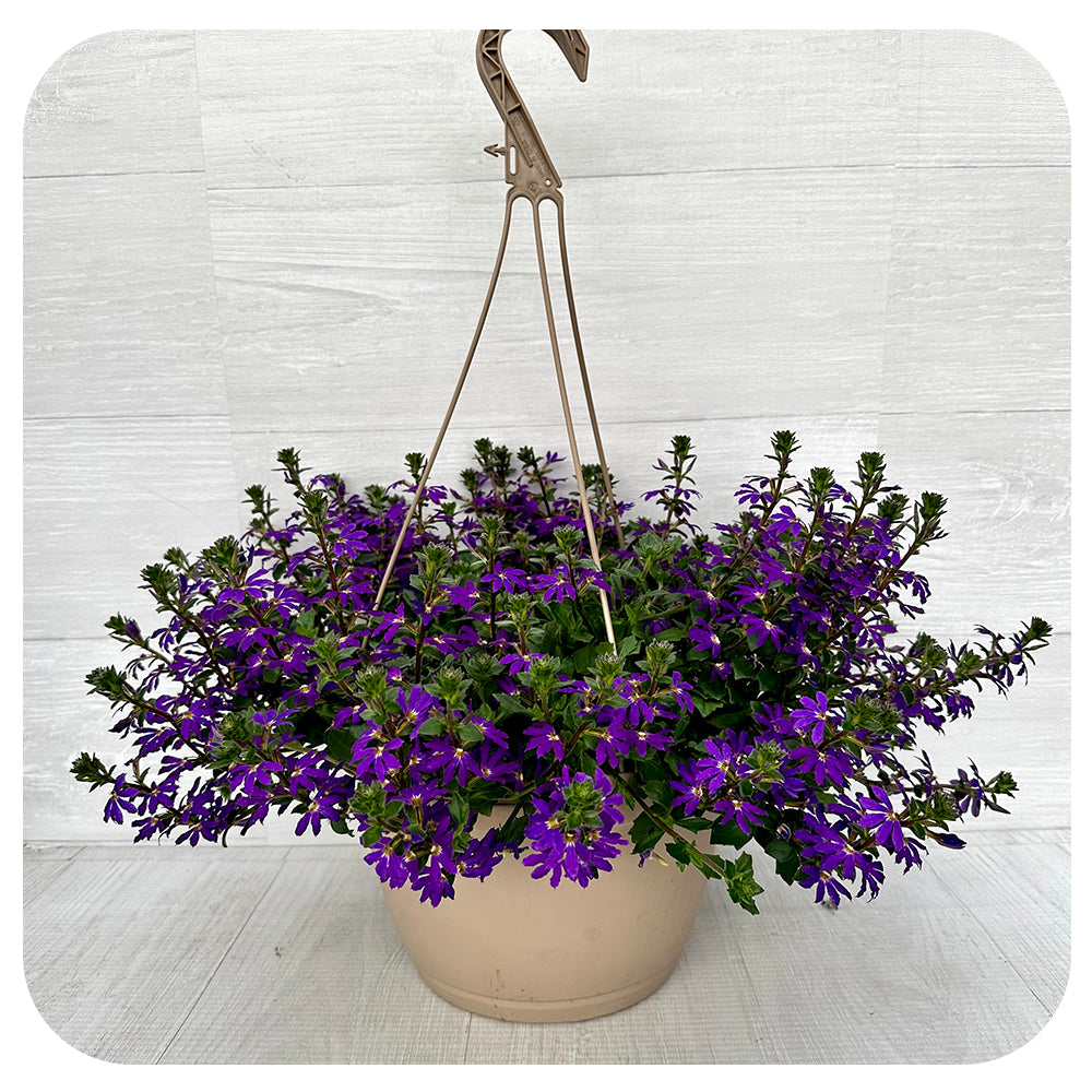 Hanging Basket Sun - Scaevola