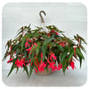 Encanto Begonia Hanging Basket