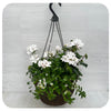 Hanging Basket Ivy Geranium White Mix