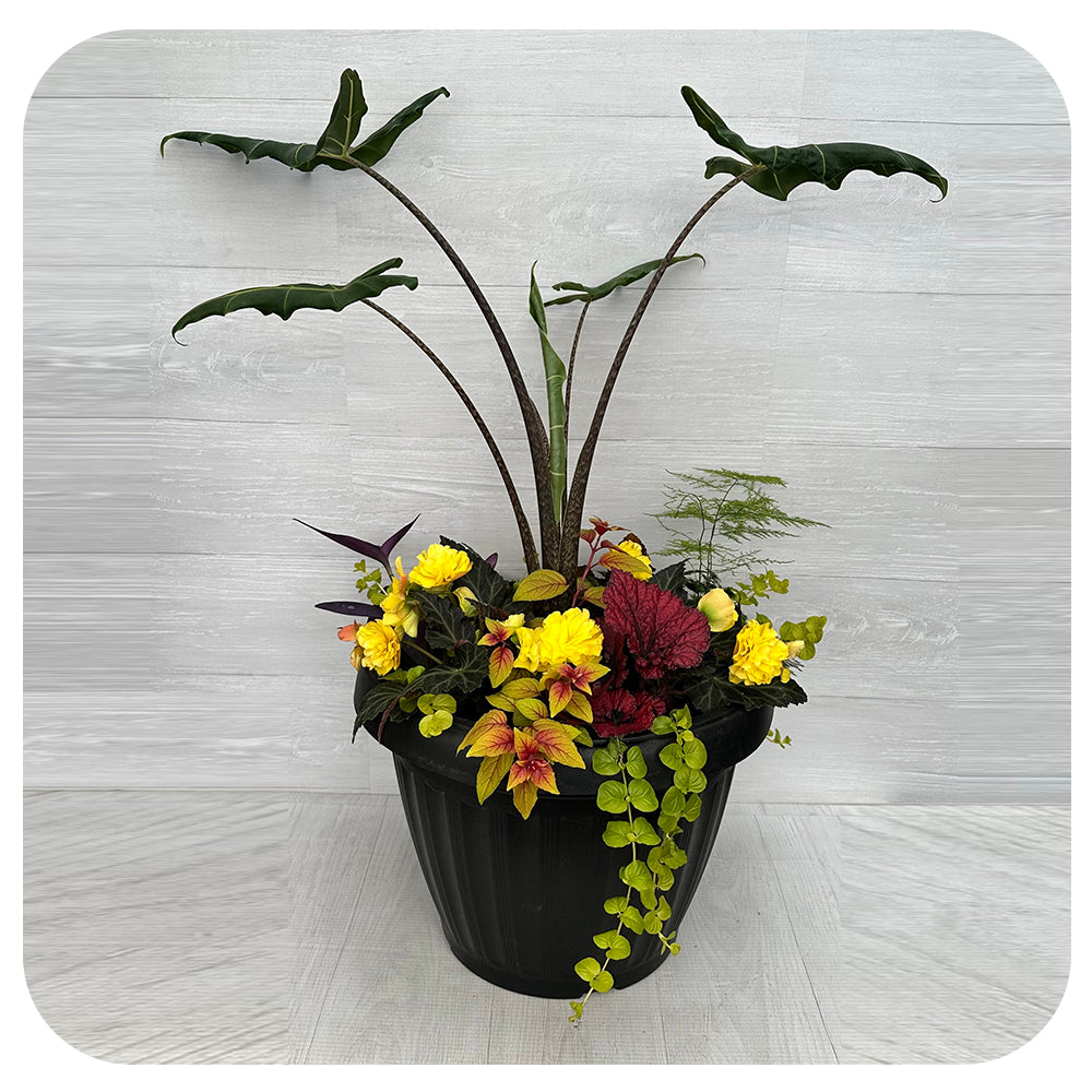 Shade arrangement Mega Yellow Mix