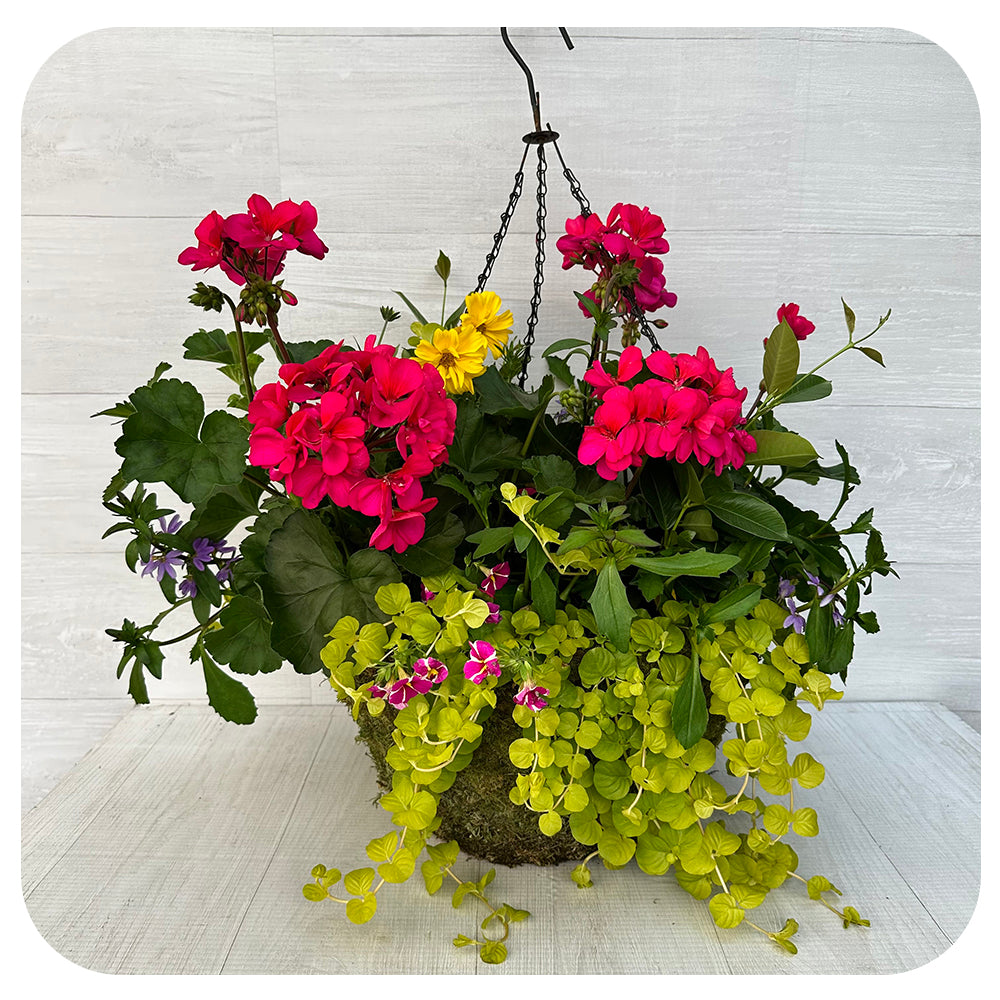 Moss Hanging Basket Sun Magenta with Scaevola and Creeping Jenny