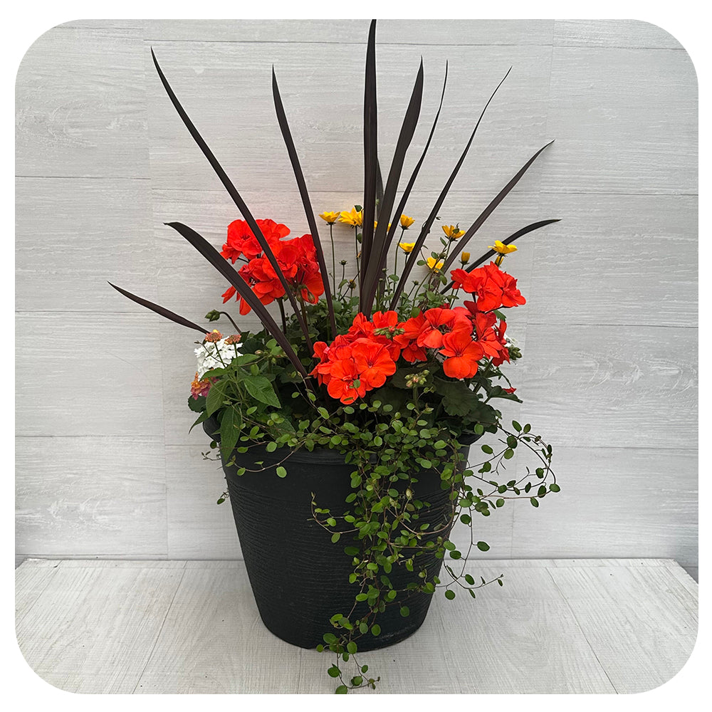 Sun arrangement round - Orange Geranium with yellow bidens and lantana