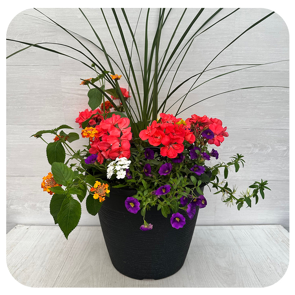 Sun arrangement round - Salmon Geranium with lantana and blue calibrachoa
