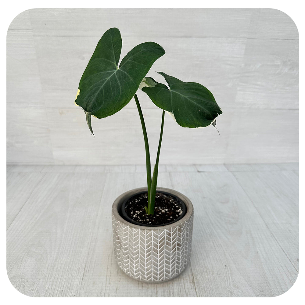 Xanthosoma 'Mickey Mouse'