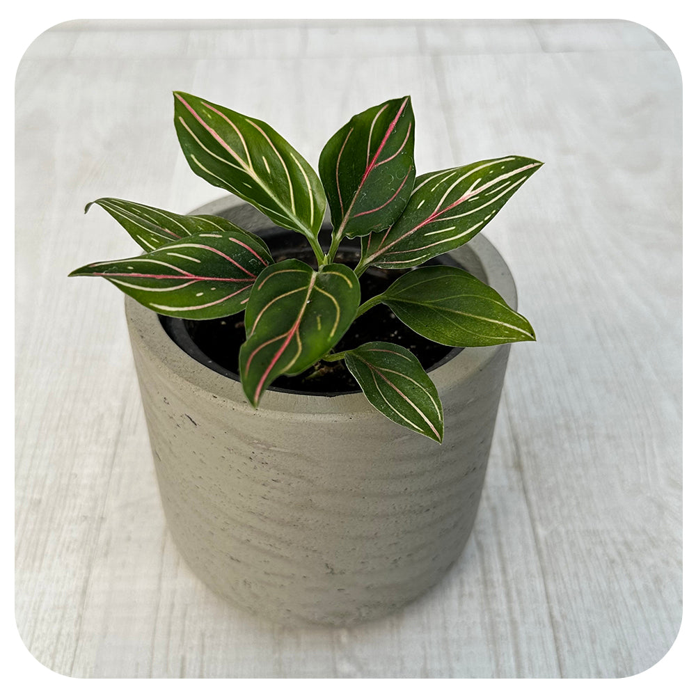 aglaonema red vein Aglaonema 'Red Vein'